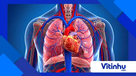 os químicos no corpo humano