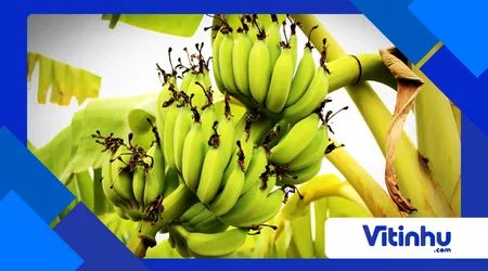  banana pode brilhar no escuro 