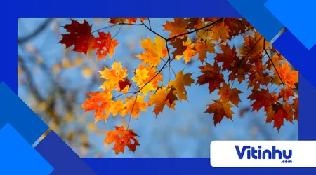 folhas mudam de cor no outono