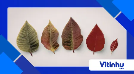 folhas mudam de cor no outono